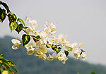 白花