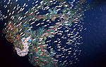 海底世界