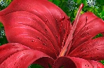 花朵源文件