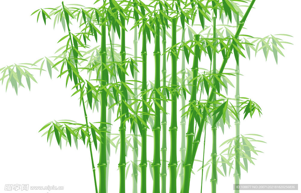 竹子  竹海  竹林
