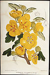 国外大师钢笔素描画