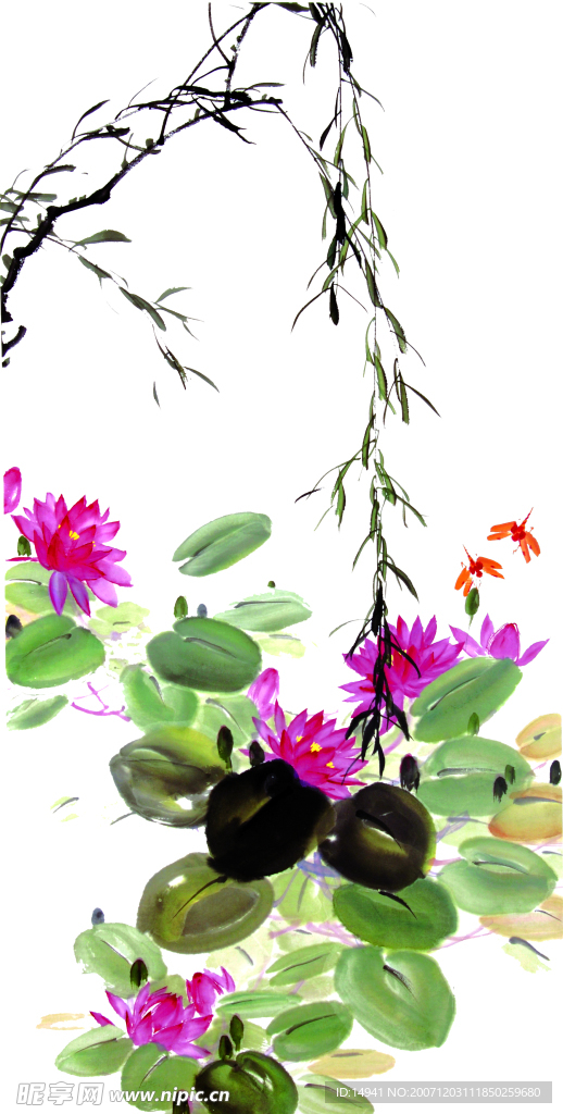 荷花
