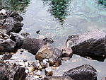 溪水飞鸟
