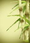 矢量植物背景