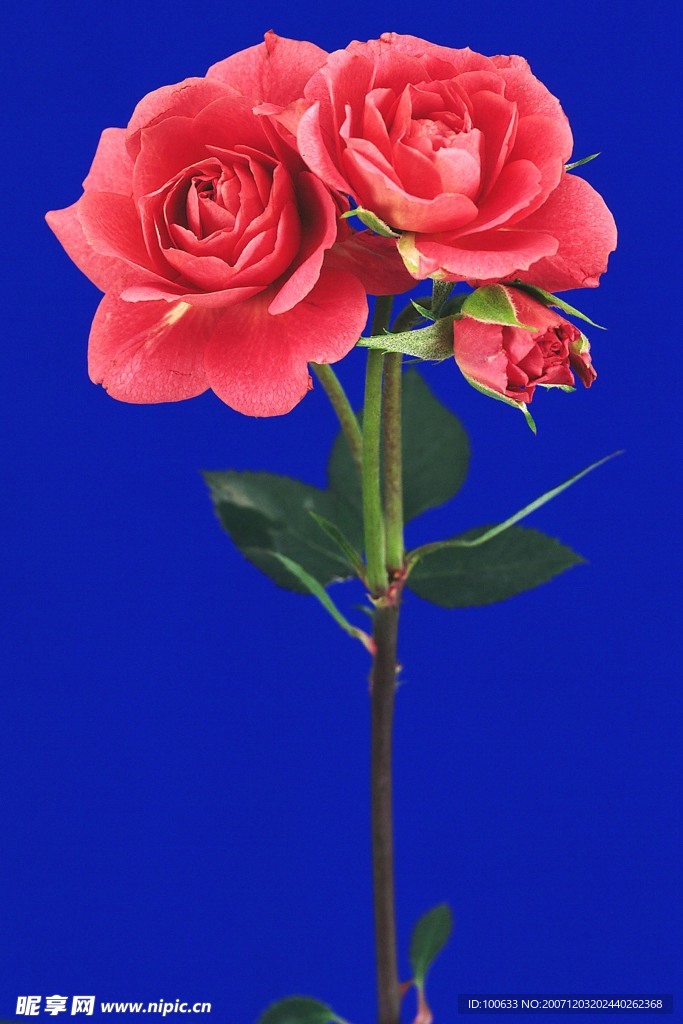 漂亮的花