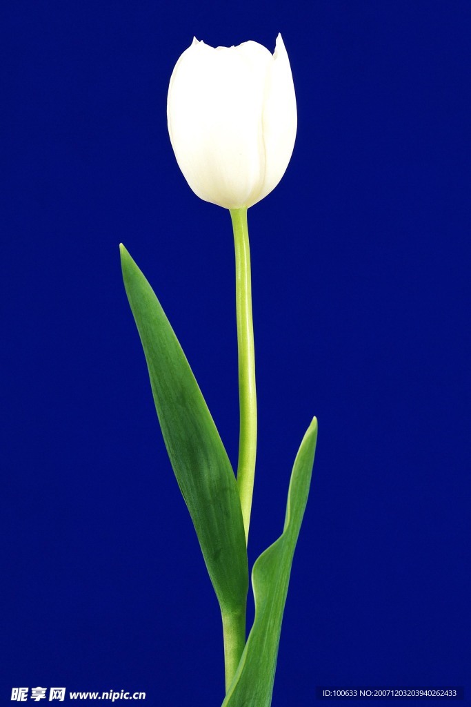 漂亮的花