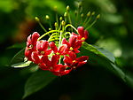 花特写
