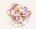 美食插画