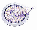 美食插画