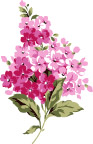 花束