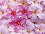 小花
