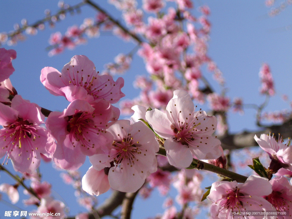 桃花