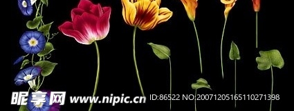 电脑绘制花卉psd分层素材