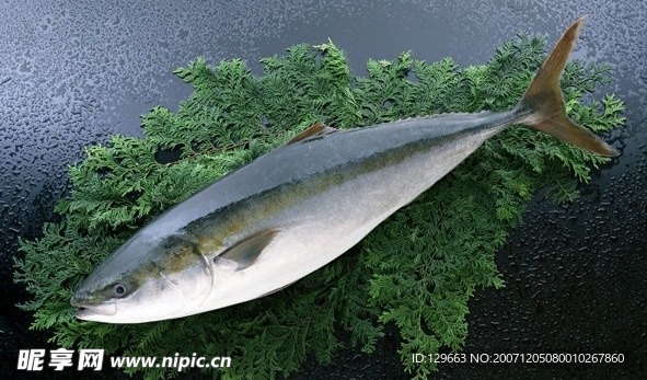 海鱼