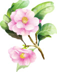 矢量花卉