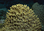 海洋生物