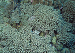 海洋生物