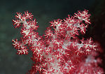海洋生物
