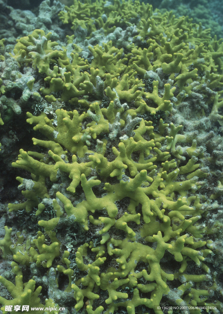 海洋生物