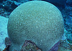 海洋生物