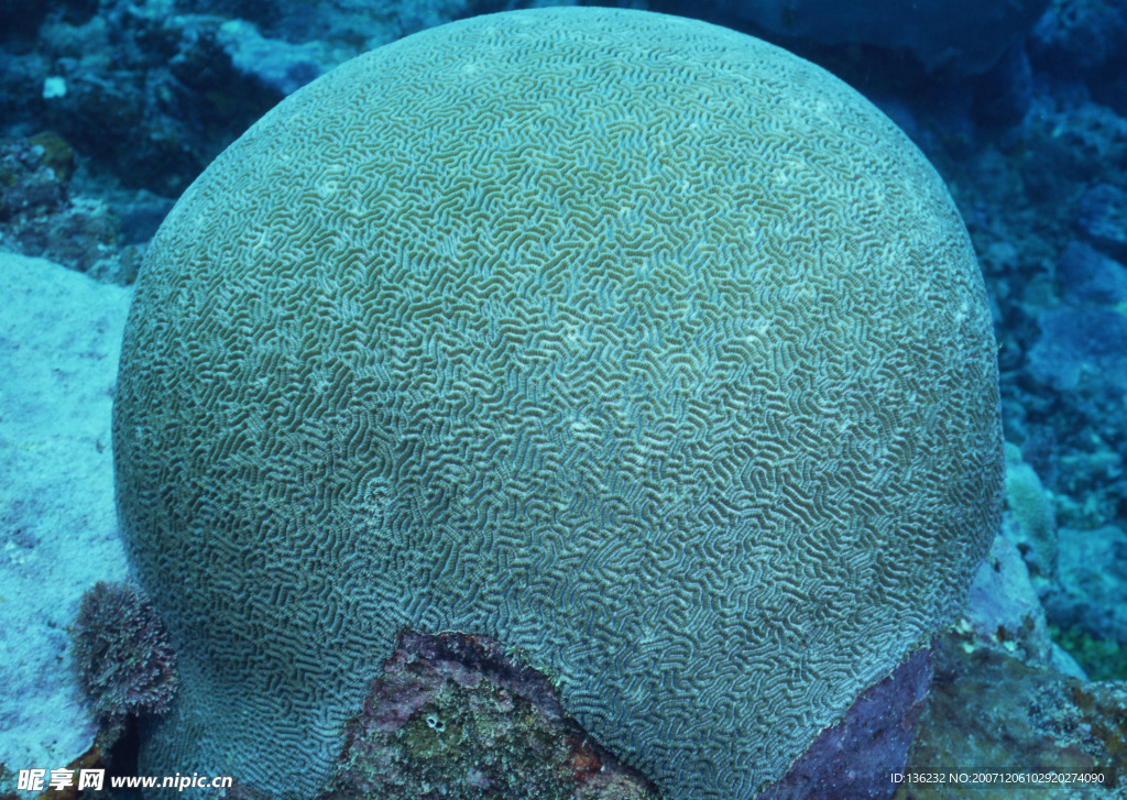 海洋生物