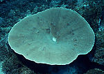 海洋生物