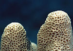 海洋生物