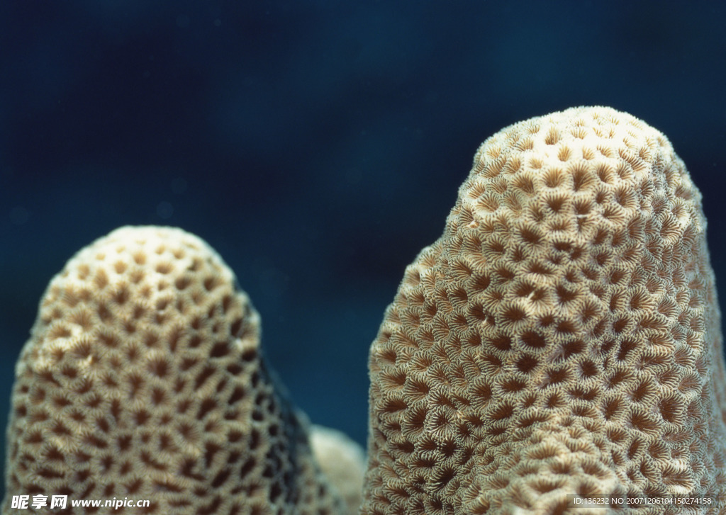海洋生物