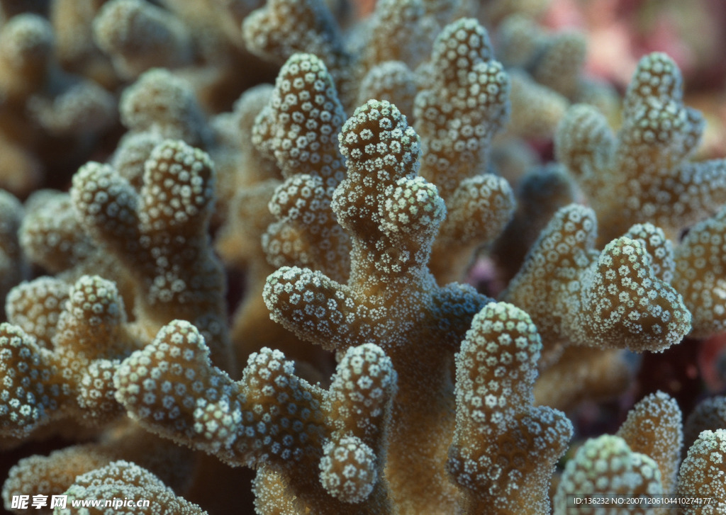 海洋生物