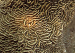 海洋生物