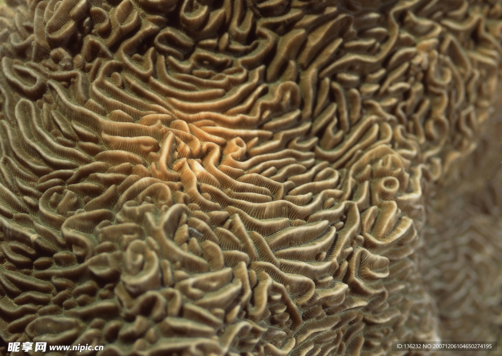 海洋生物