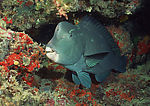 海洋生物