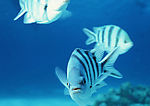 海洋生物