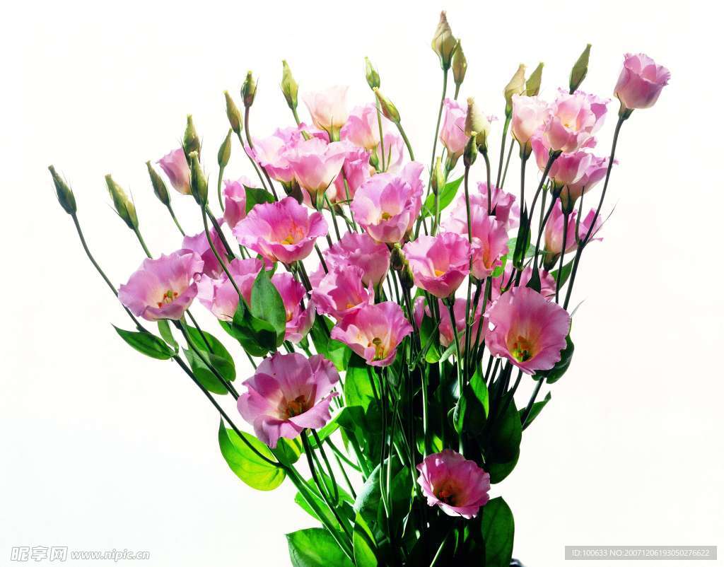 漂亮的花