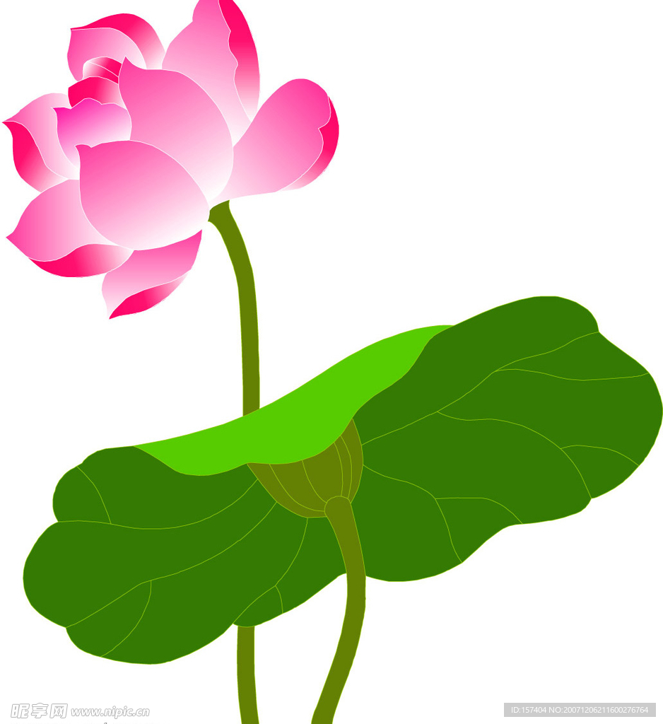 荷花
