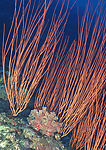 海洋生物
