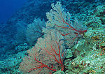 海洋生物