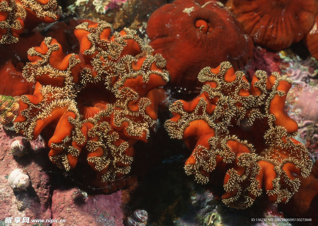海洋生物