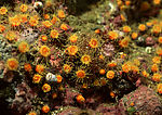 海洋生物