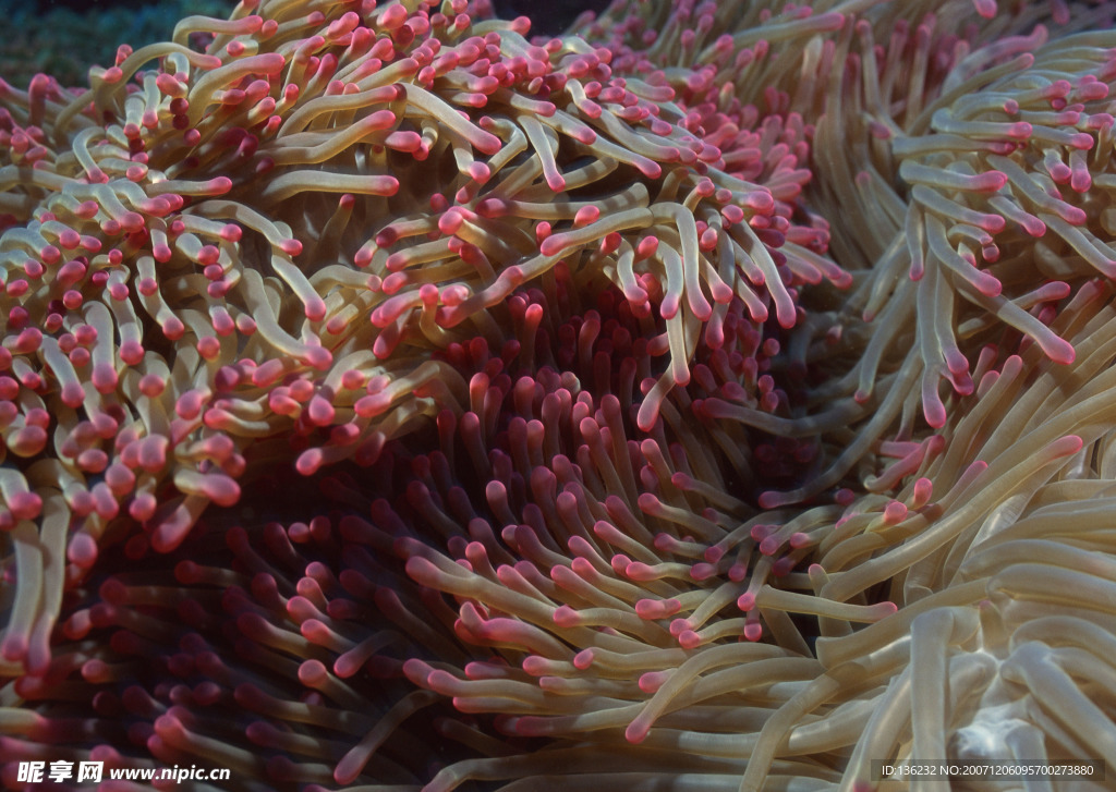 海洋生物