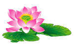荷花呀