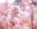 春暖花开17