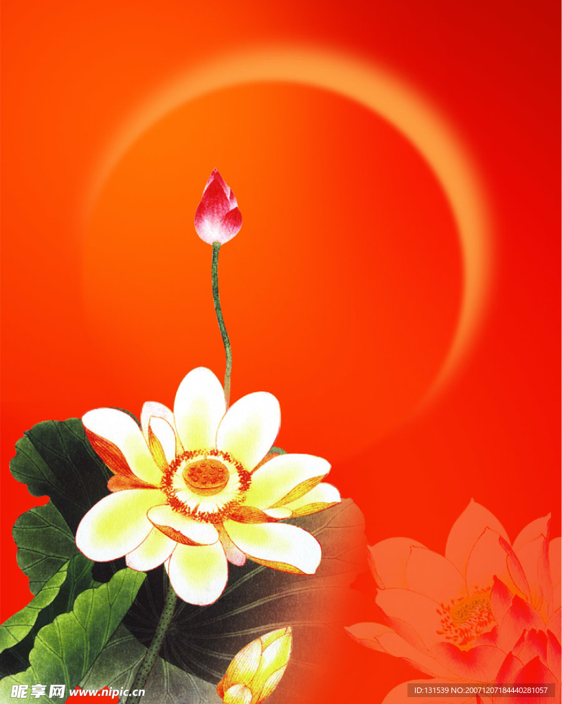 荷花1