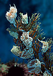 海洋生物