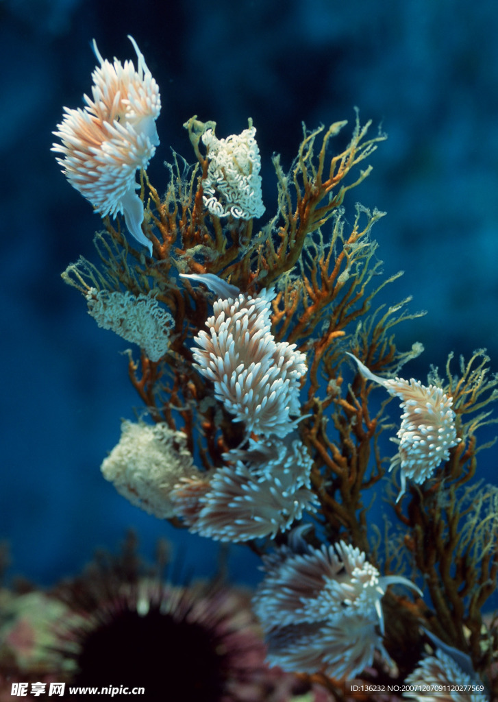 海洋生物