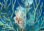 海洋生物