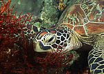 海洋生物