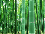 竹山深处