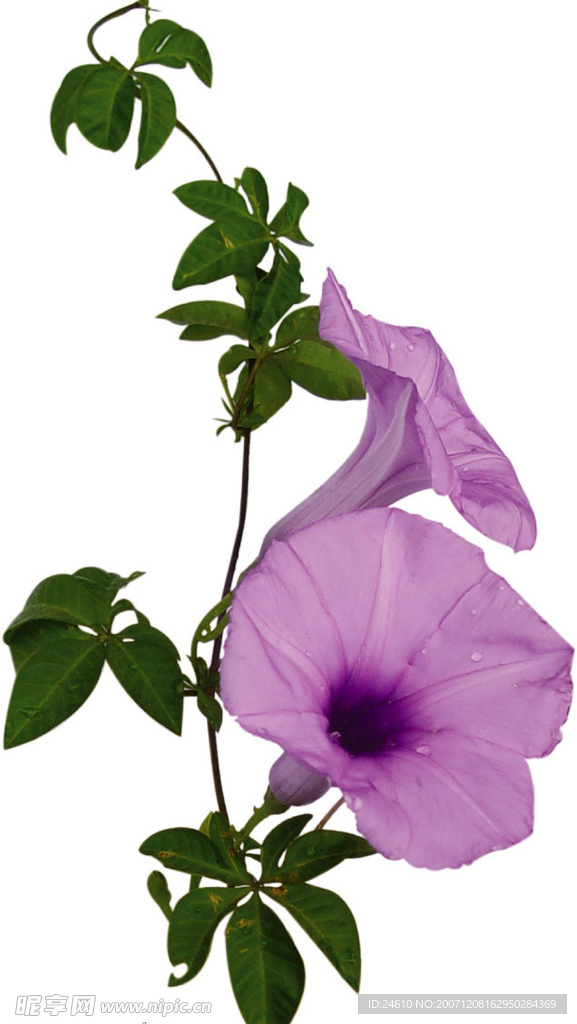 牵牛花