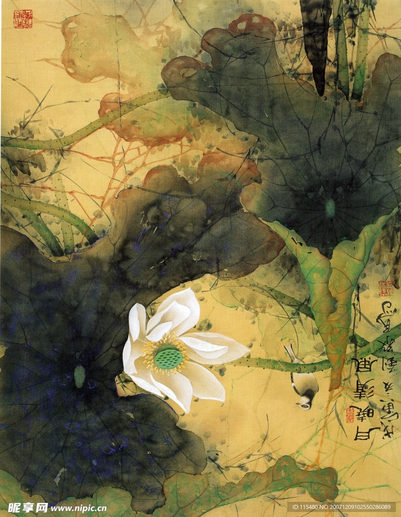 国画荷花